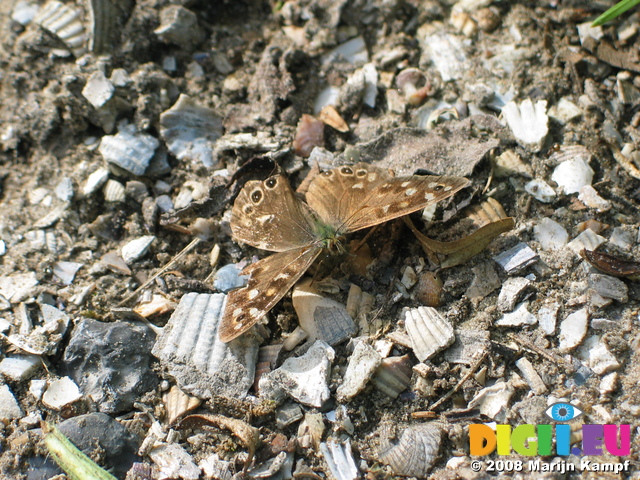28153 Butterfly sitting on shell path Wall Brown (Lasiommata Megera)